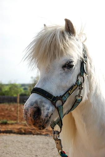 Finca S'Estador: kleines Pferd auf S´Estador und Ses Cases