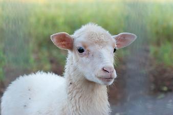 Finca Ses Cases: Schafe S´Estador und Ses Cases