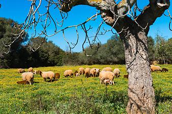 Finca Son Cortera Vell: Schafherde