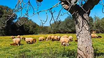 Finca Son Cortera Vell: Tiere auf der Finca