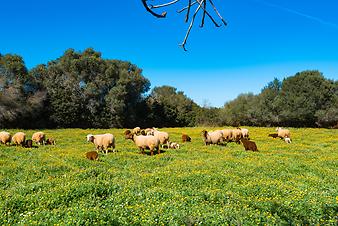 Finca Son Cortera Vell: Schafherde Son Cortera Vell