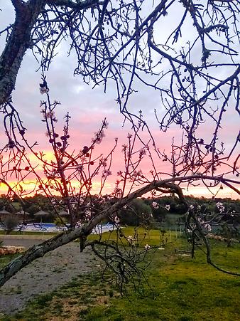 Finca Cas Padri Guillem: Sonnenaufgang und Mandelblüte