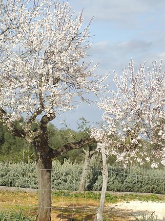 Finca Es Rafal Roig: Mandelblüte