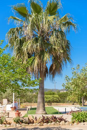 Finca Tia: Palme