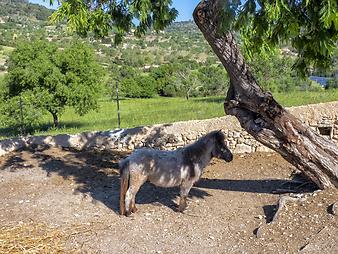 Finca Cas Pages des Pujol: Pony Cas Pages