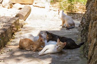 Finca Es Picot: Katzen