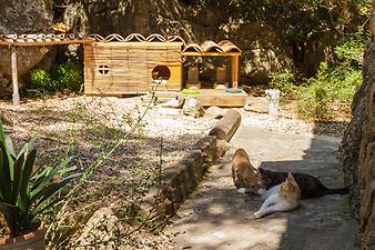 Finca Es Picot: Katzen