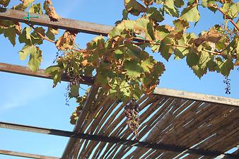 Finca S' Hort de sa Begura: Weintrauben auf der Terrasse