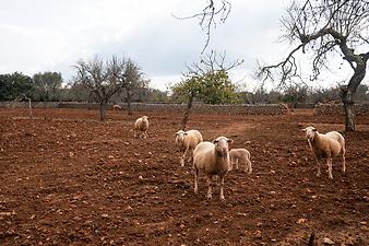 Finca Can Porretí: Schafe