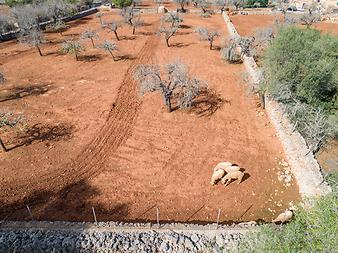 Finca Can Porretí: Schafe auf Can Porretí