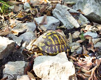 Finca Ses Bitles: Schildkröte