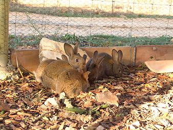 Finca Ses Bitles: Kinder und Kaninchen