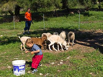 Finca Ses Bitles: Ziegenfutter