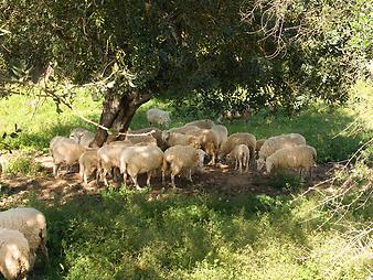 Finca Ses Bitles: viele Schafe auf der Finca
