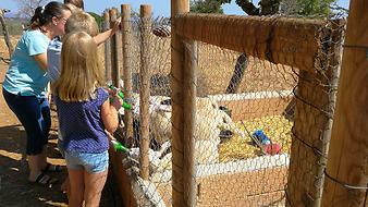 Finca Son Cifre Nou: Tiere auf der Finca