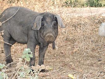 Finca Ses Bitles: schwarzes Schwein