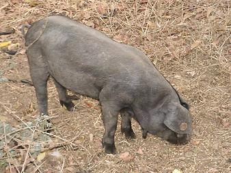 Finca Ses Bitles: Schweine auf Mallorca