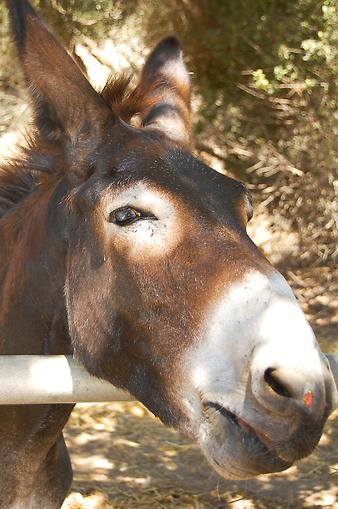 Finca Ses Bitles: Ansicht der Finca