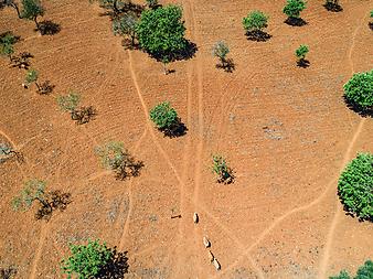 Finca Ses Cases: Schafe