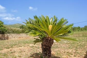 Finca Es Moli d'en Creu: Impressionen