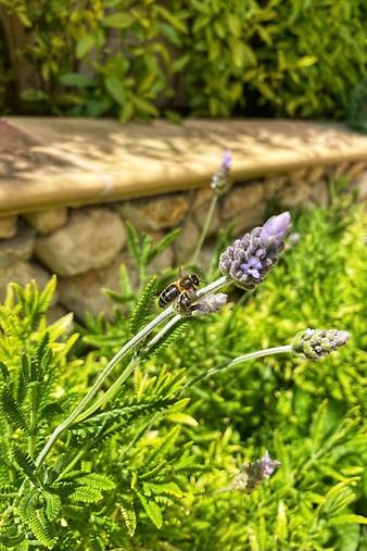 Finca Son Ramonet: Der Garten