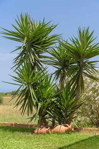 Finca Can Peix: Palmen auf Can Peix