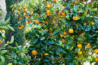 Finca Can Tian: Orangenbaum