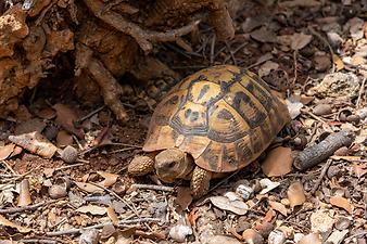 Finca Ses Cases de son Duri: Schildkröten Wasser