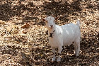 Finca Ses Cases de son Duri: Ziegenbock