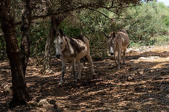 Finca Ses Cases de son Duri: Zwei Esel