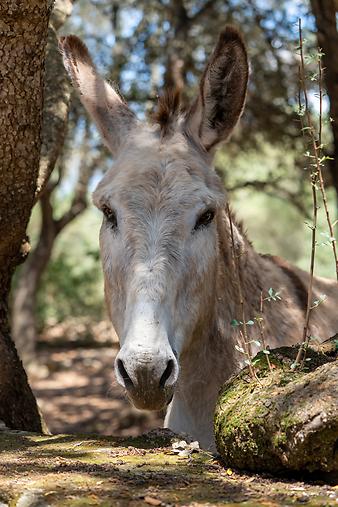 Finca Ses Cases de son Duri: Esel