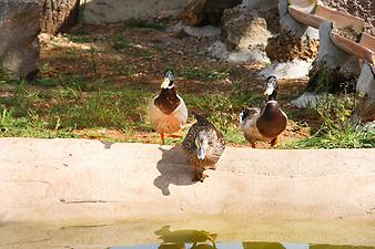 Finca Son Cifre Nou: Enten und Fische