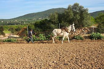 Finca Son Cifre Nou: der Bauer pflügt mit dem Maultier