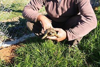 Finca Son Cifre Nou: Schildkröten im Osten von Mallorca