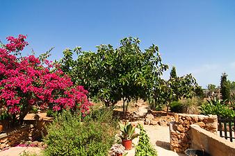 Finca Son Cifre Nou: Blick in den Garten der Finca