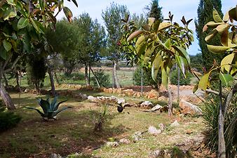 Finca Son Cifre Nou: Geckos, Fledermäuse, Nachtigall