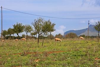 Finca Son Cifre Nou: Schafherden