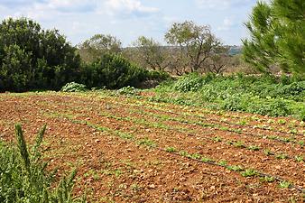 Finca Son Cifre Nou: Felder um die Finca