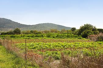 Finca Son Cifre Nou: Gemüseanbau