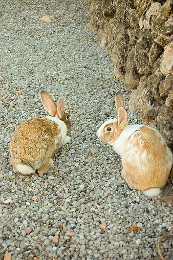 Finca Son Cifre Nou: Kaninchen