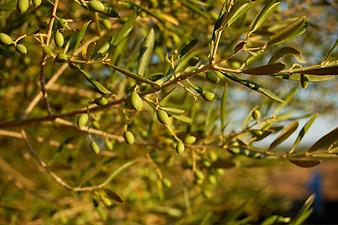 Finca Son Cifre Nou: Die Früchte des wilden Olivenbaums