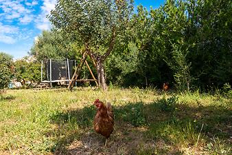 Finca Casa Alba: Hühner auf der Finca