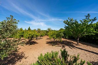 Finca Casa Alba: Gartenimpression