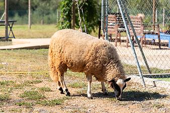 Finca Cas Padri Guillem: Schaf auf der Finca