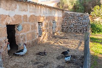 Finca Son Cortera Vell: Enten auf Son Cortera Vell