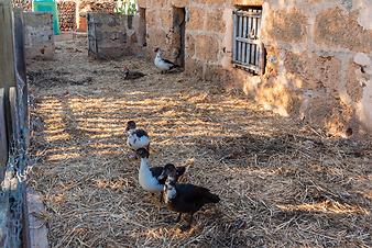 Finca Son Cortera Vell: Tiere auf der Finca