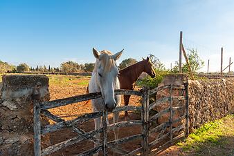 Finca Son Cortera Vell: Pferde auf der Finca