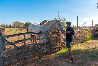 Finca Son Cortera Vell: Pferde auf der Finca