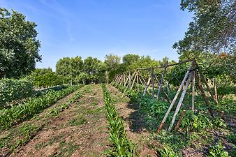 Finca Can Llorenc: Der Gemüsegarten