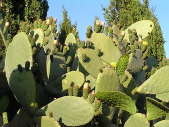 Finca Son Cifre Nou: Noch ein Kaktus